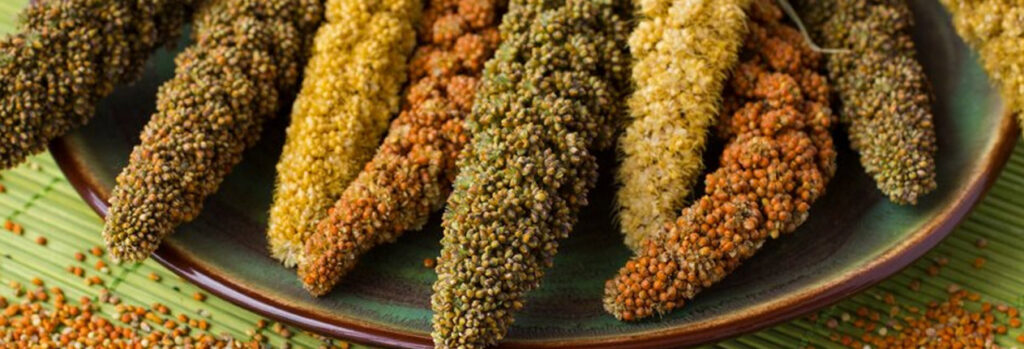 Unveiling the Millet Marvel: Cultivating Success with Narmada’s Fertilisers