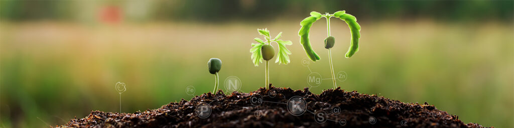 Improving Soil Fertility and Yield with Integrated Nutrient Management